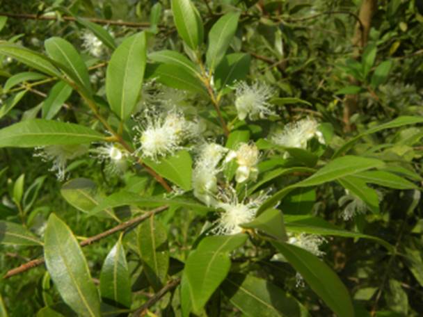 معرفی و راهنمای پرورش درختان میوه - پِرینها